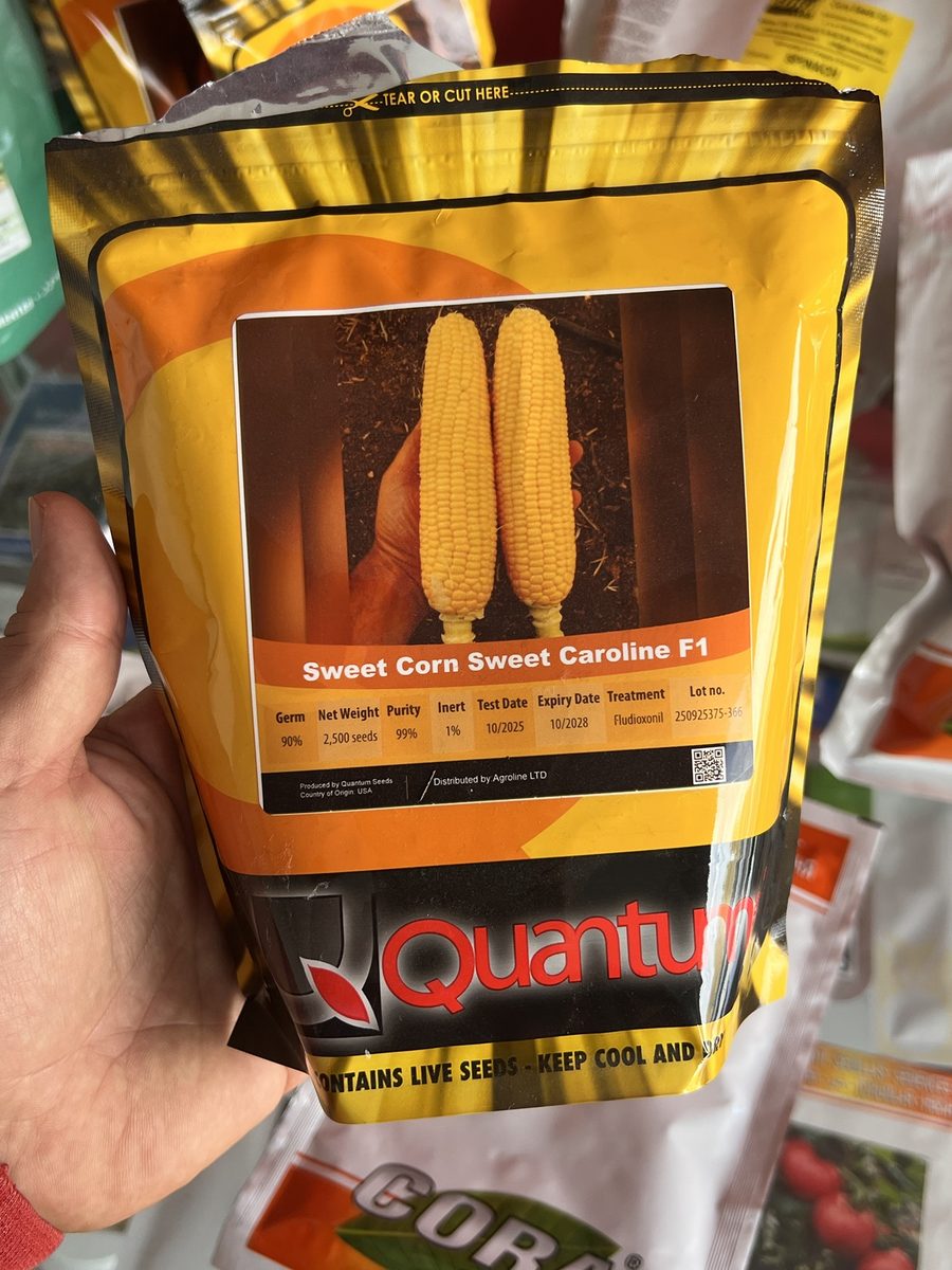 Quantum Seeds — Sweet corn Sweet Caroline F1