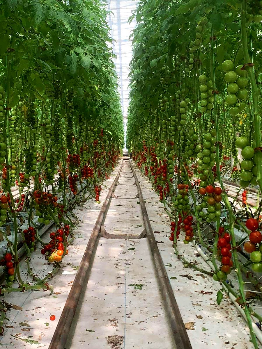 Теплица с томатом HTP1200048